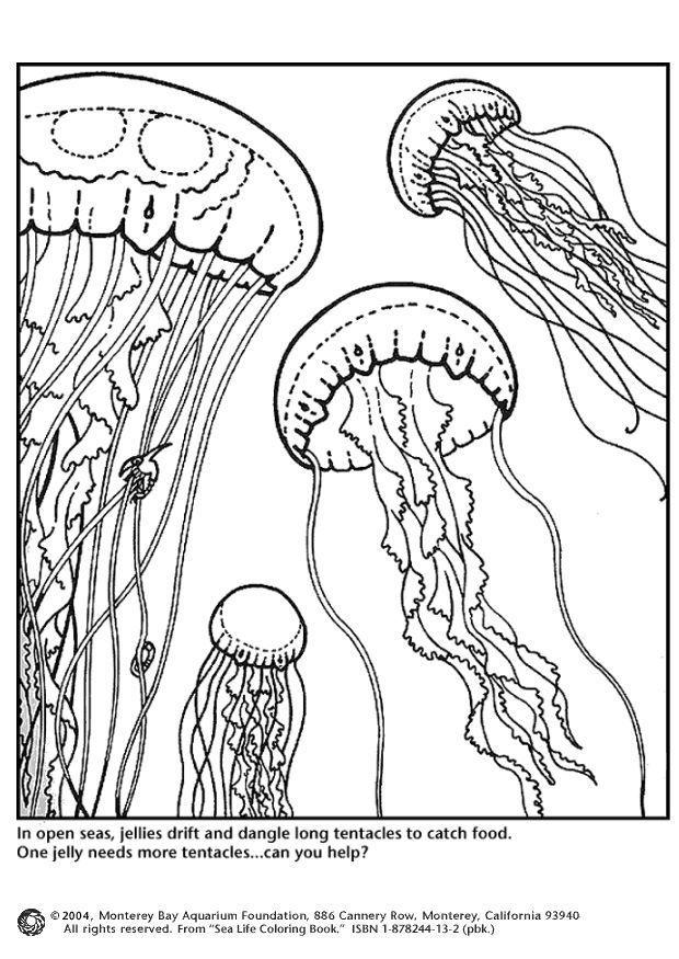 Dibujo para colorear medusas