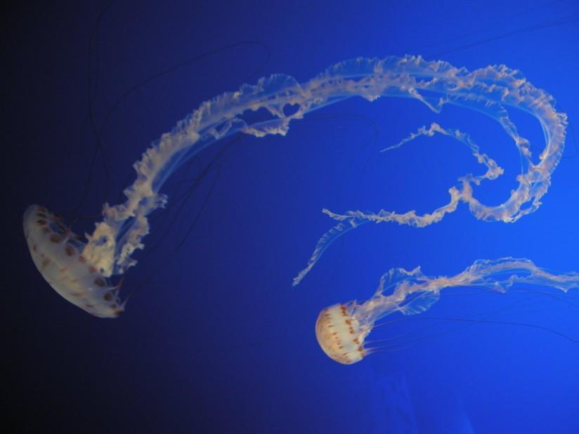 medusas Foto medusas