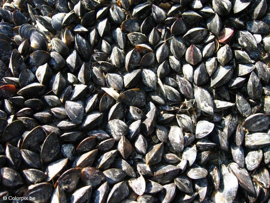 Foto mejillones