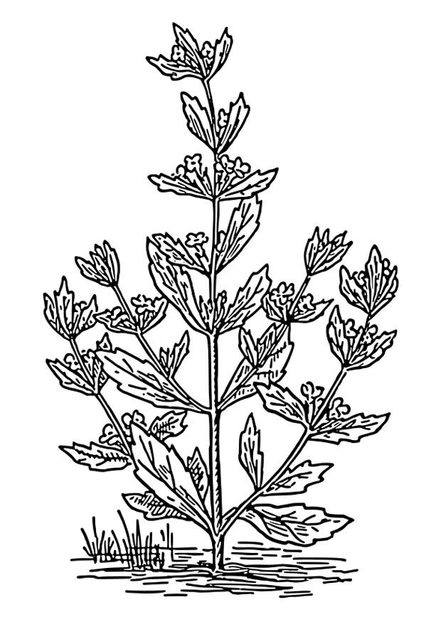 menta poleo Dibujo para colorear menta poleo