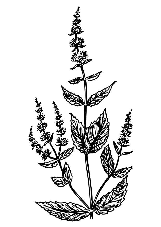 menta verde Dibujo para colorear menta verde