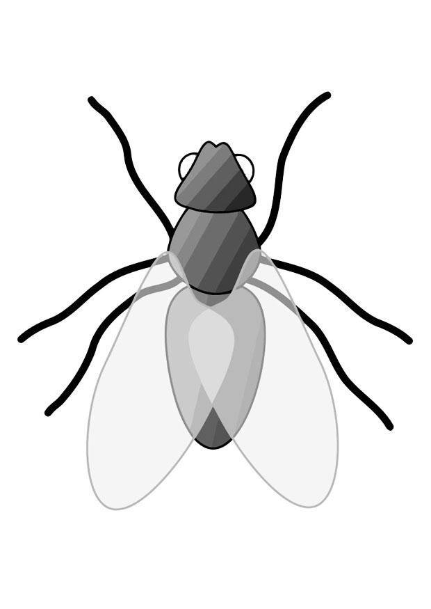 mosca Dibujo para colorear mosca