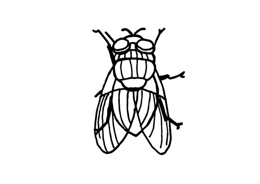 Dibujo para colorear mosca
