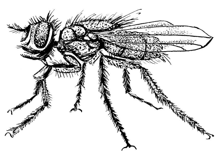 mosca domA©stica Dibujo para colorear mosca domA©stica