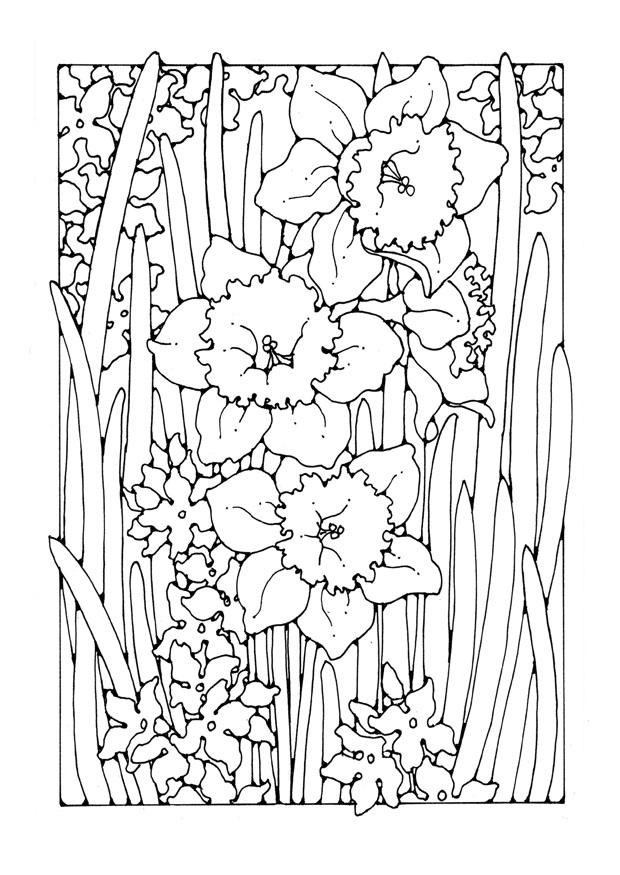 narciso Dibujo para colorear narciso