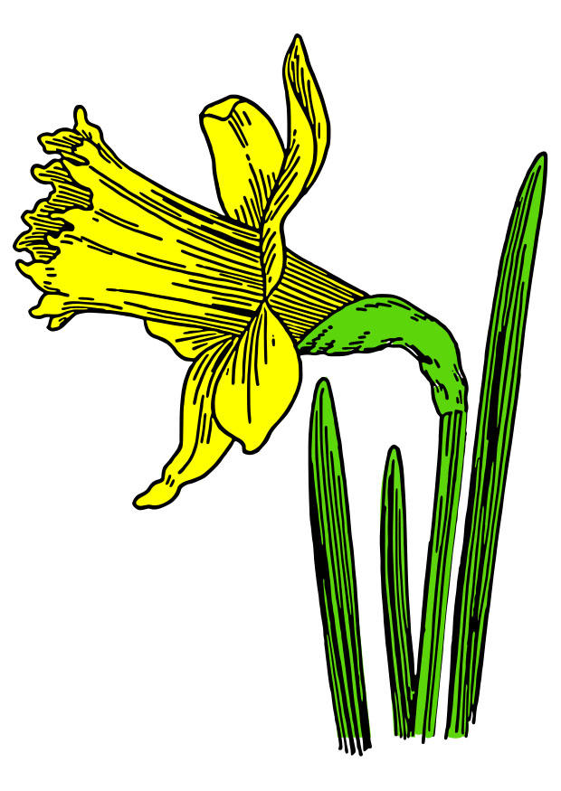narciso trompeta Imagen narciso trompeta