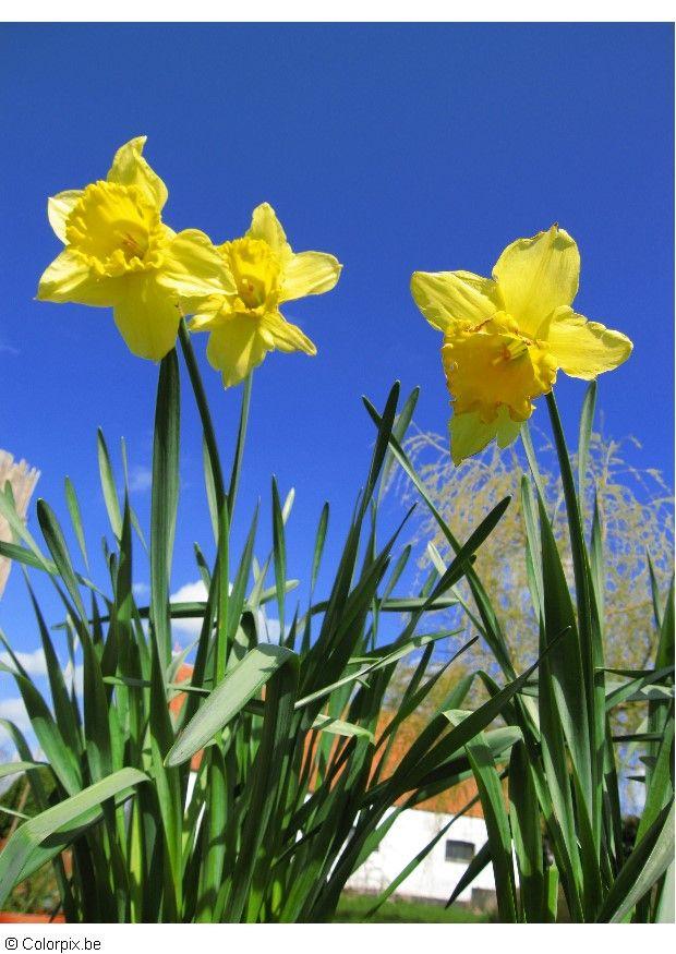 narcisos Foto narcisos