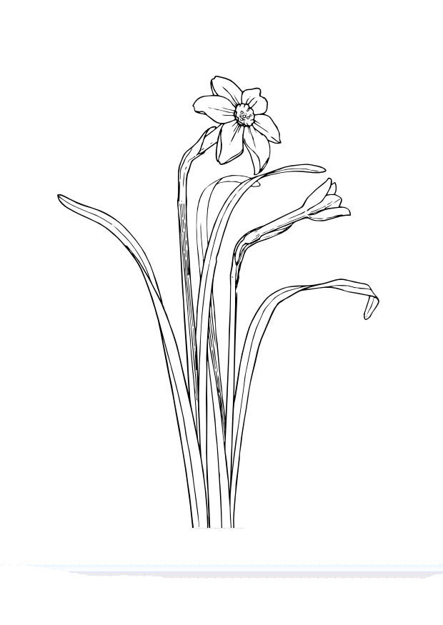 narcisos Dibujo para colorear narcisos