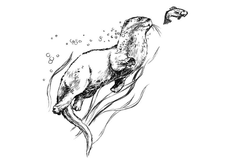 Dibujo para colorear nutria