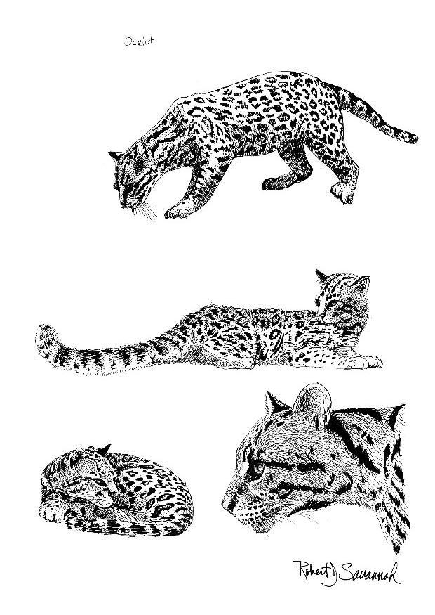 Dibujo para colorear ocelote