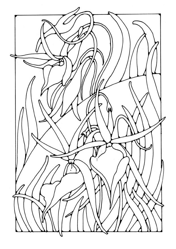 orquAdea Dibujo para colorear orquAdea