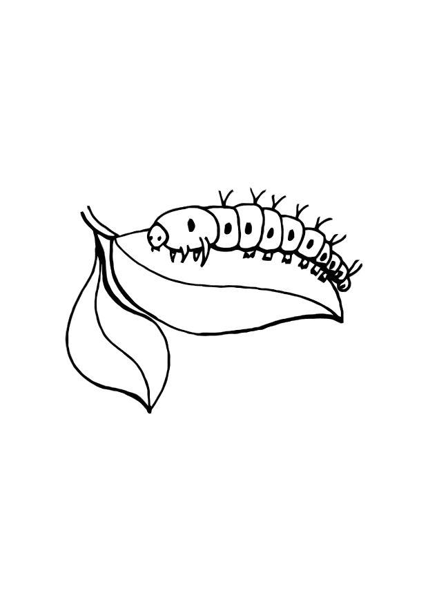 oruga Dibujo para colorear oruga
