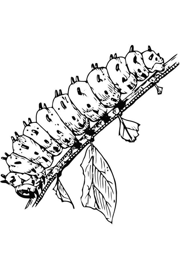 Dibujo para colorear oruga