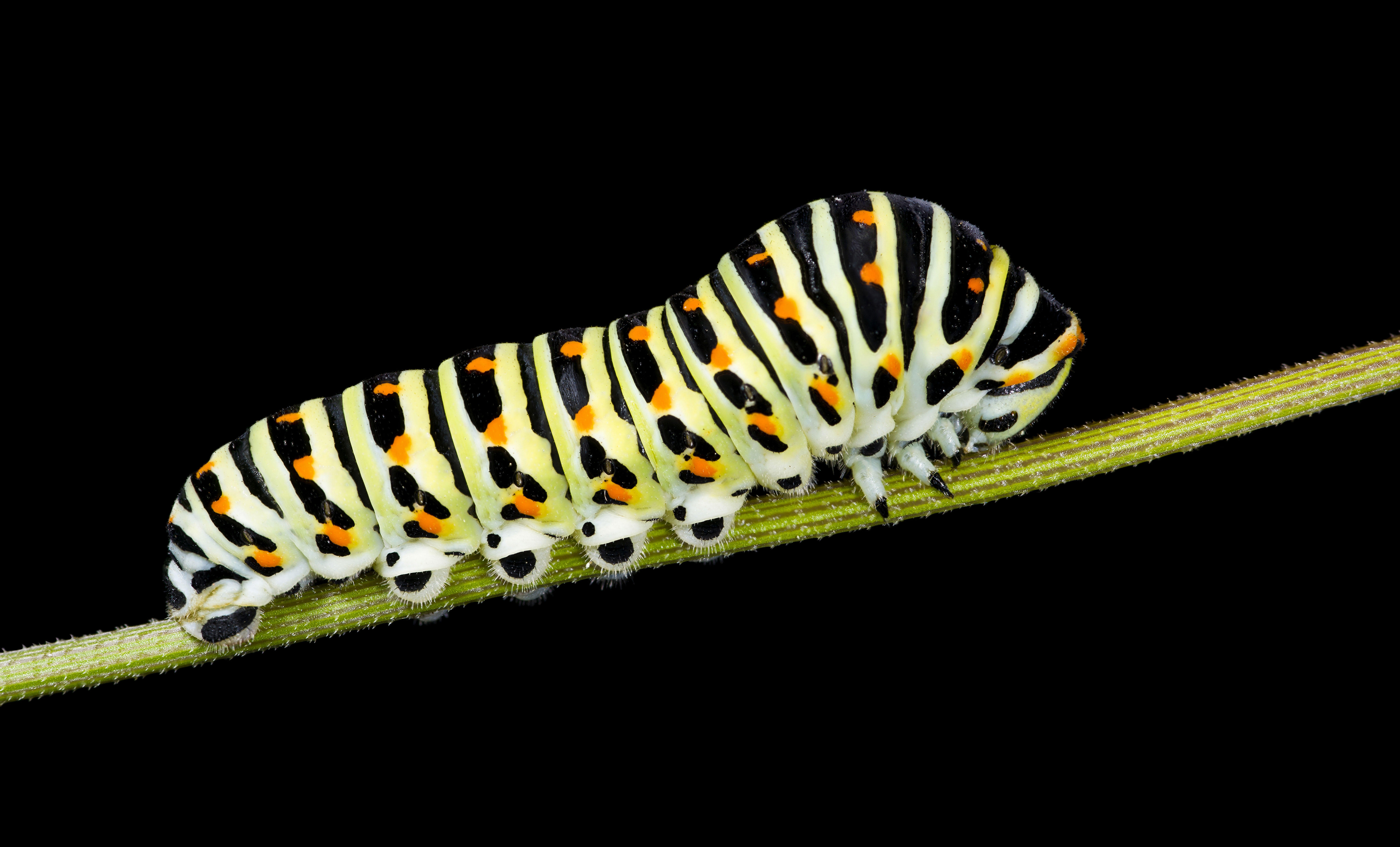 oruga Foto oruga