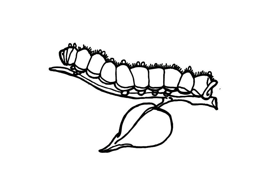 Dibujo para colorear oruga