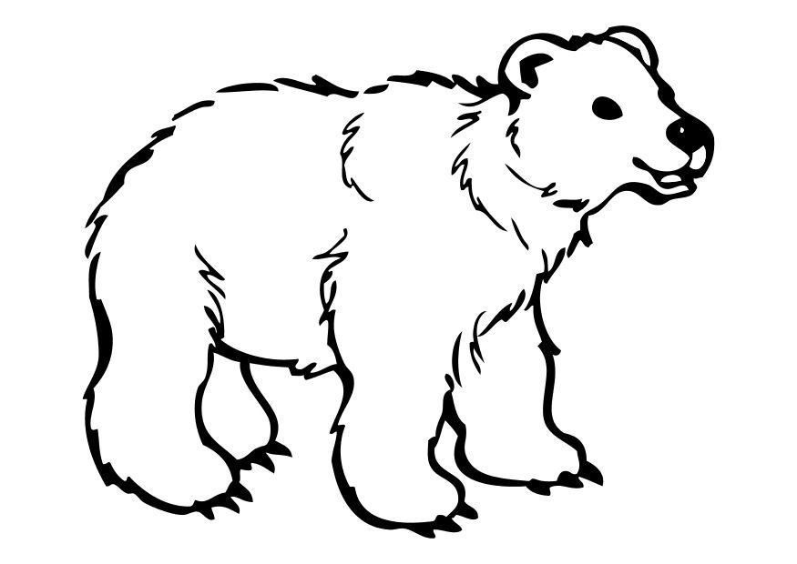 oso Dibujo para colorear oso