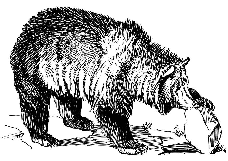 oso Dibujo para colorear oso