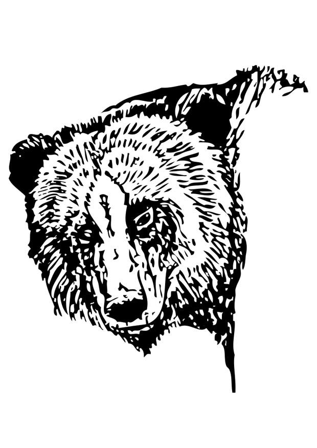 oso Dibujo para colorear oso