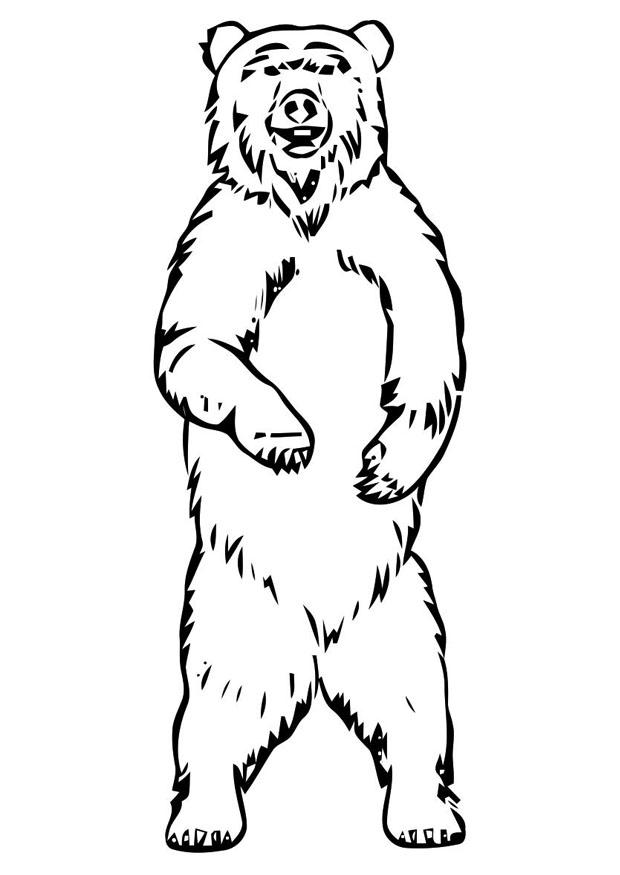 oso Dibujo para colorear oso