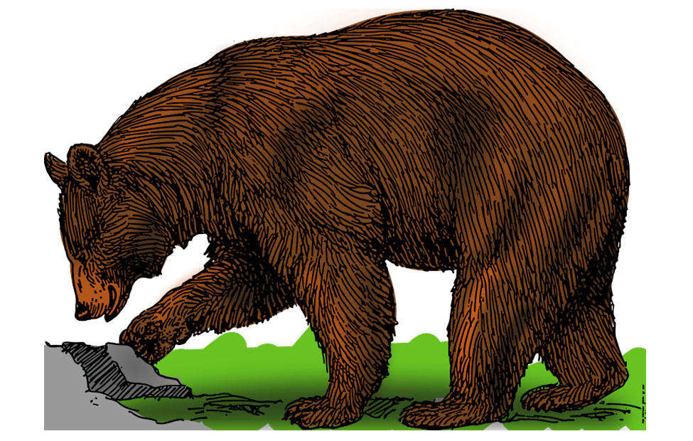 oso Imagen oso