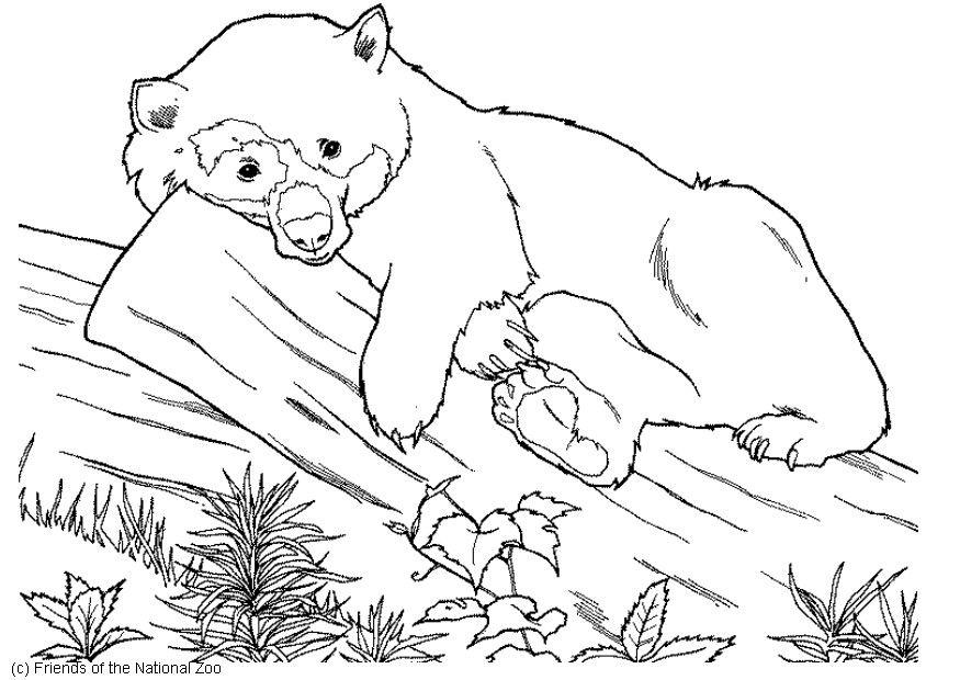 oso Dibujo para colorear oso