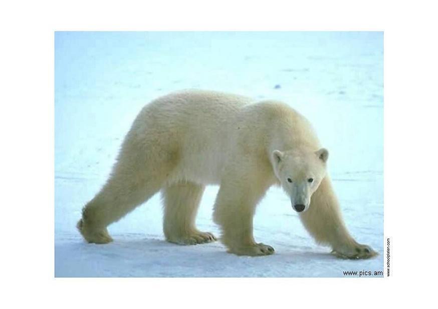Foto oso polar