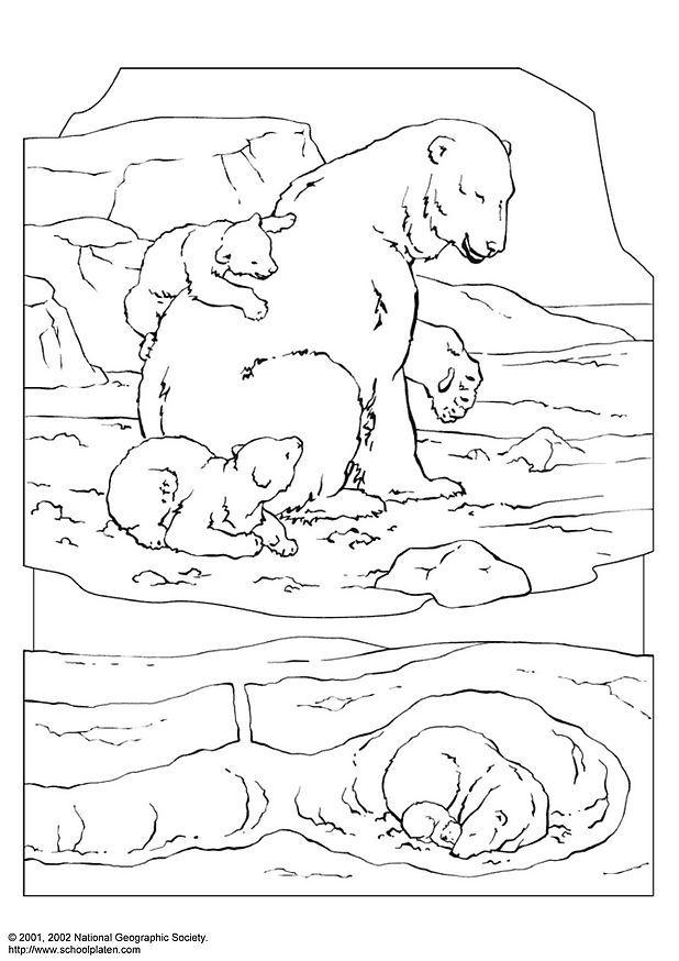 oso polar Dibujo para colorear oso polar