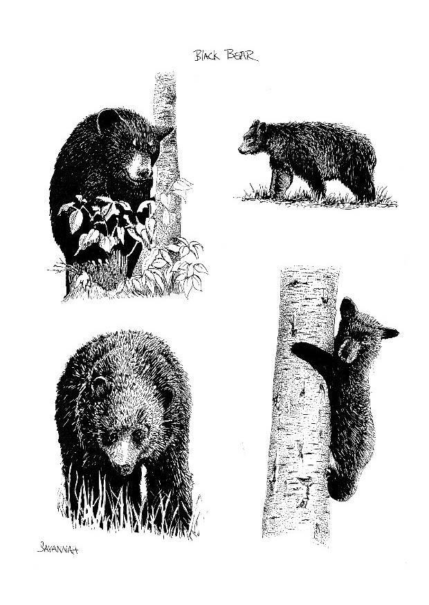 osos Dibujo para colorear osos