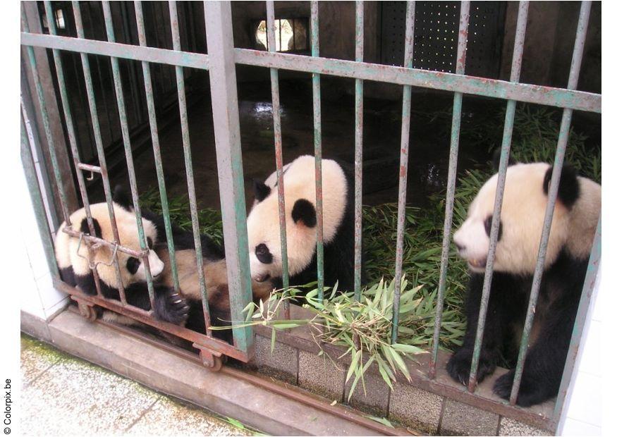 Foto osos panda