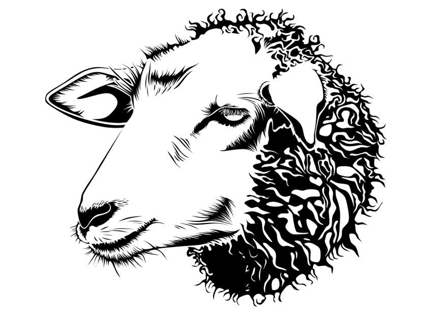 oveja Dibujo para colorear oveja