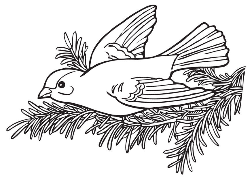 Dibujo para colorear pajarito