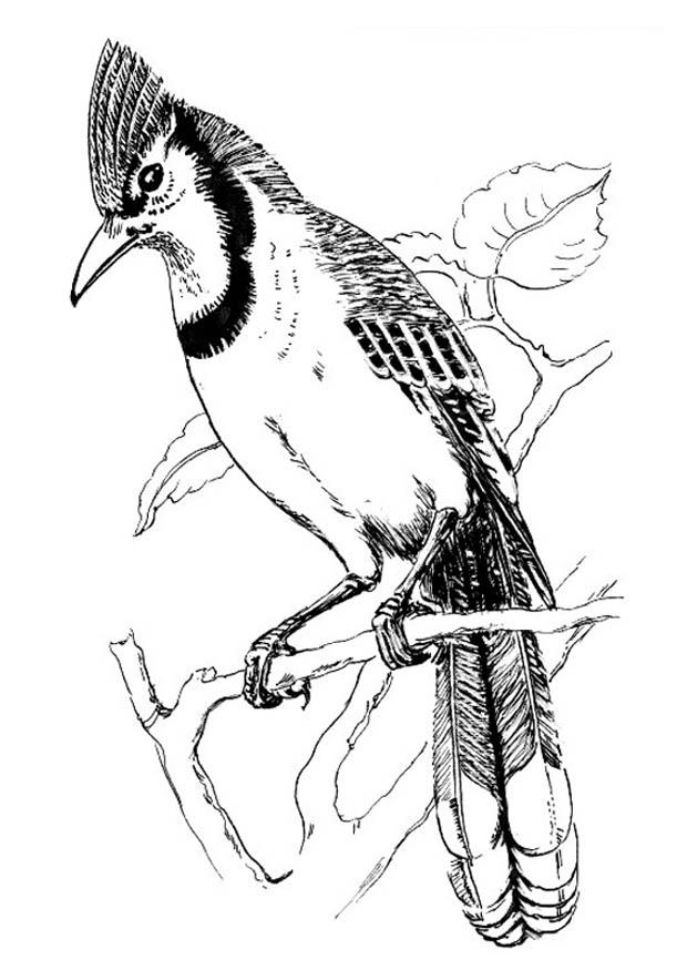 pA¡jaro - arrendajo azul Dibujo para colorear pA¡jaro - arrendajo azul