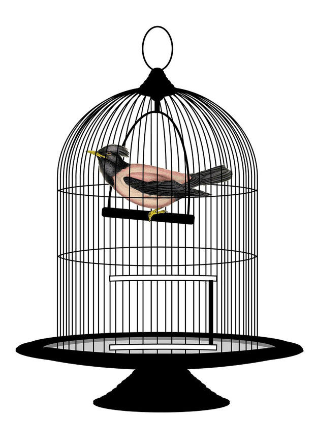 pA¡jaro en jaula Imagen pA¡jaro en jaula