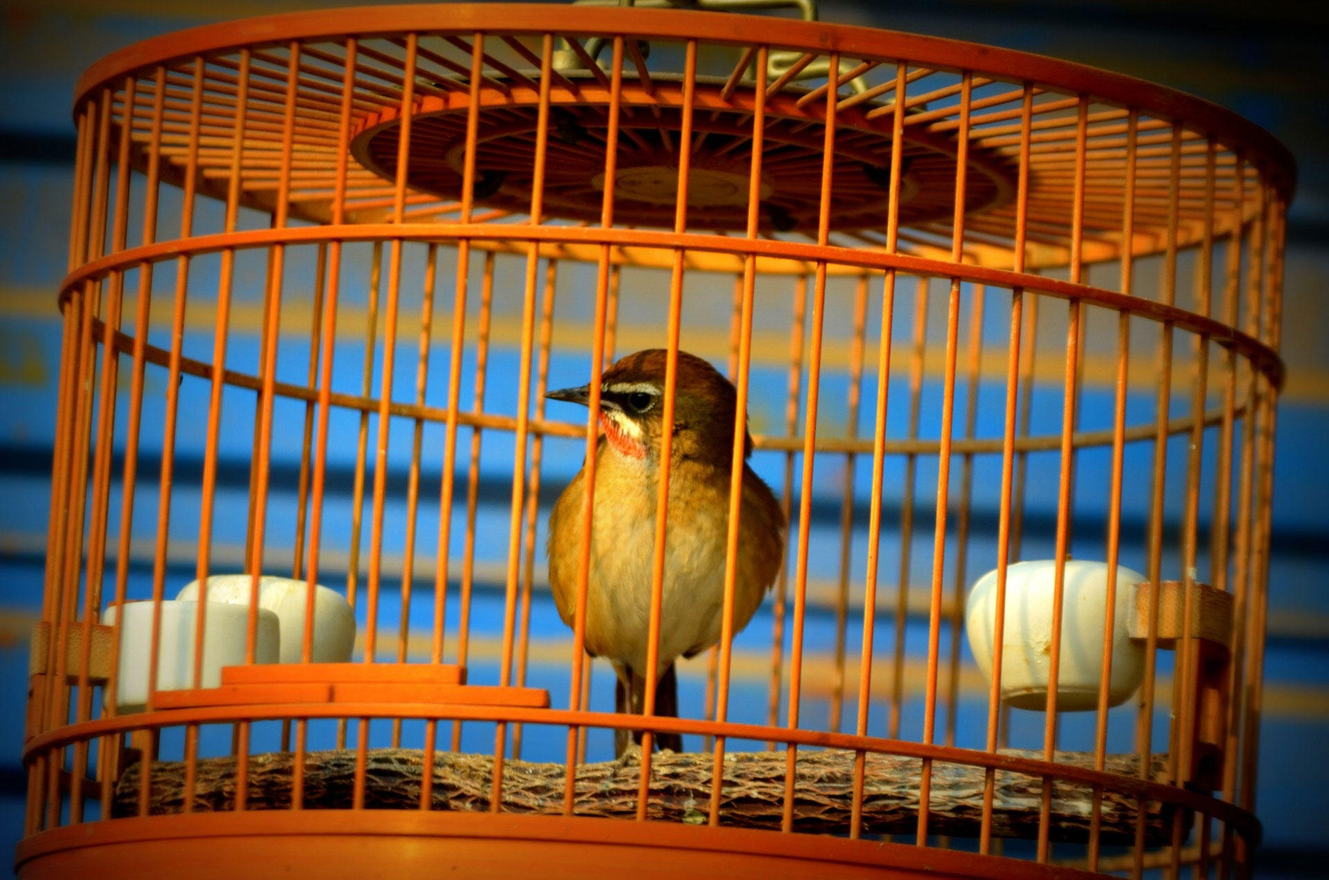 pA¡jaro en jaula - cautiverio Foto pA¡jaro en jaula - cautiverio