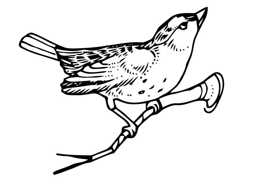 pA¡jaro sobre rama Dibujo para colorear pA¡jaro sobre rama