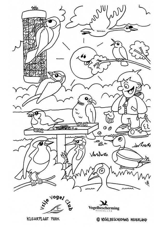 pA¡jaros en el parque Dibujo para colorear pA¡jaros en el parque