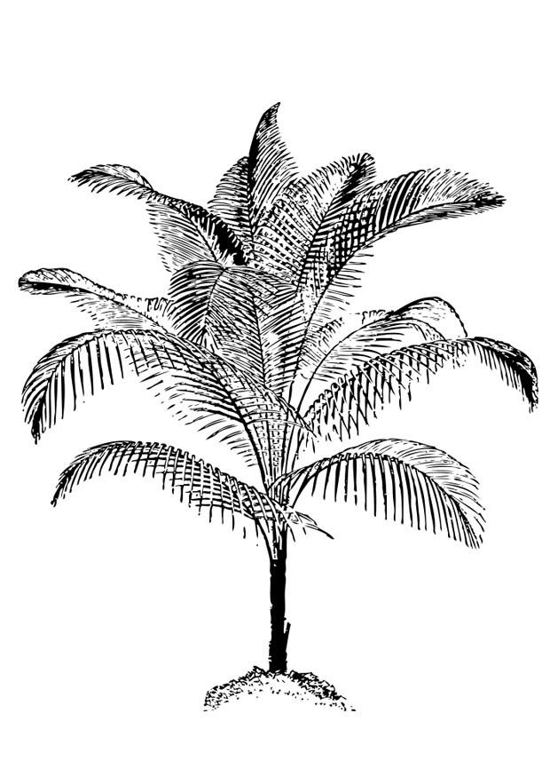 palmera Dibujo para colorear palmera