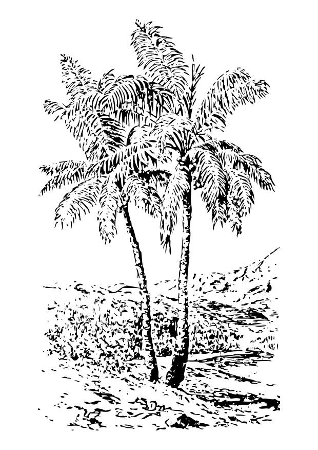 palmera Dibujo para colorear palmera