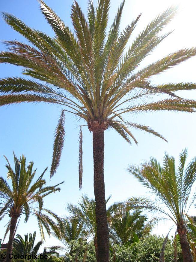 palmera Foto palmera