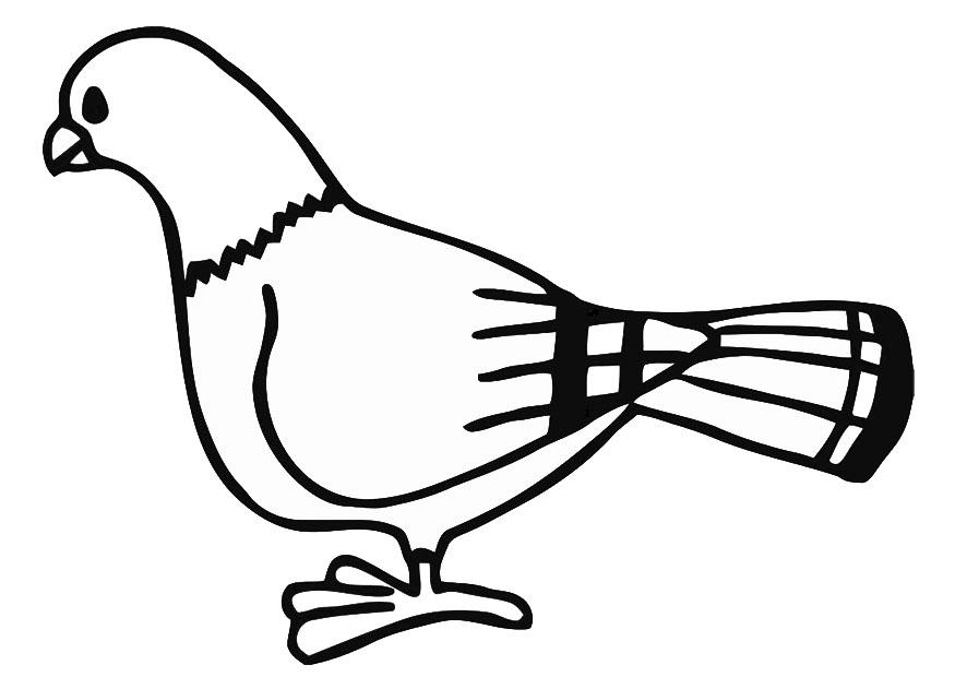 paloma Dibujo para colorear paloma