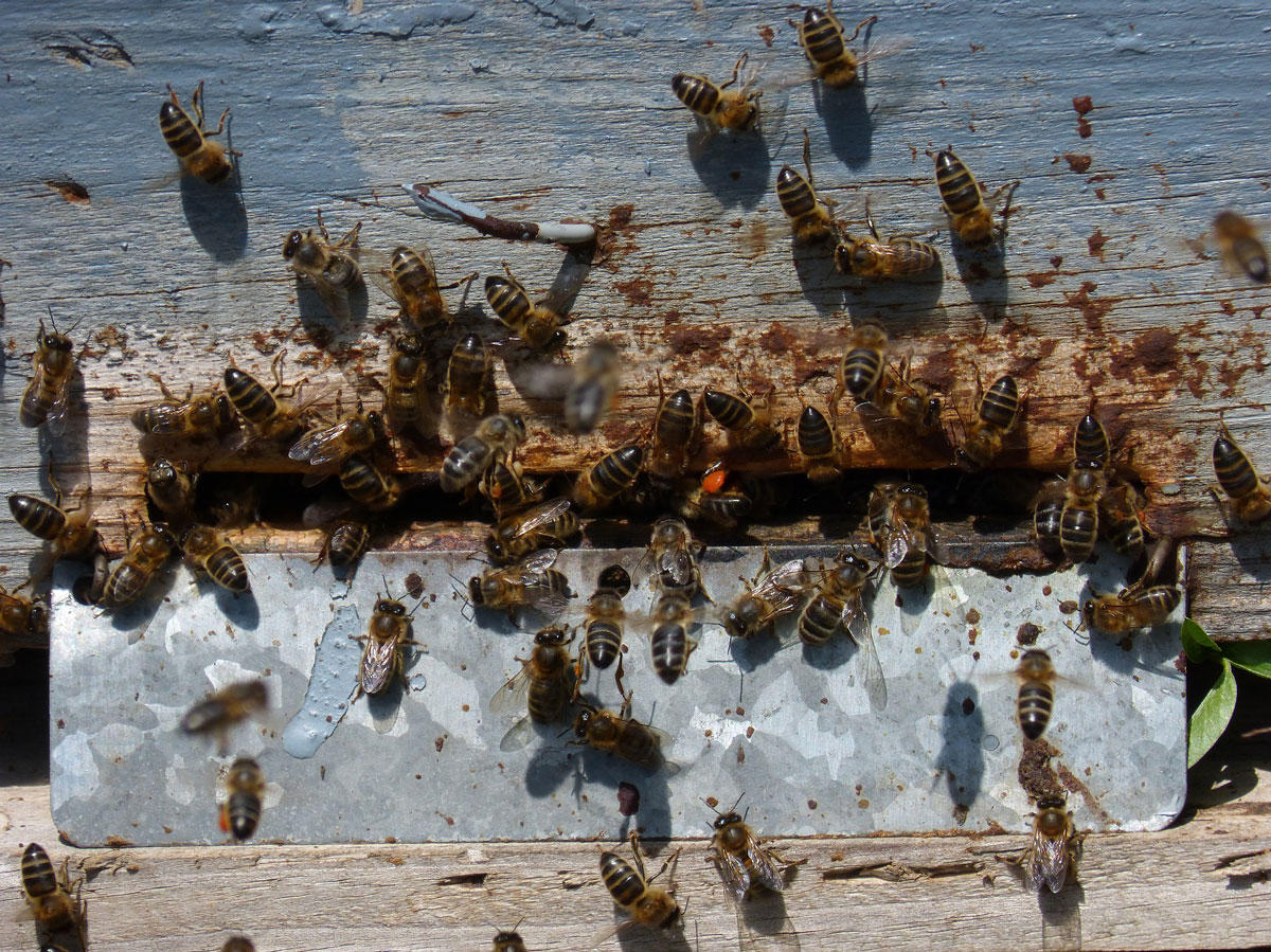 panal de abejas Foto panal de abejas