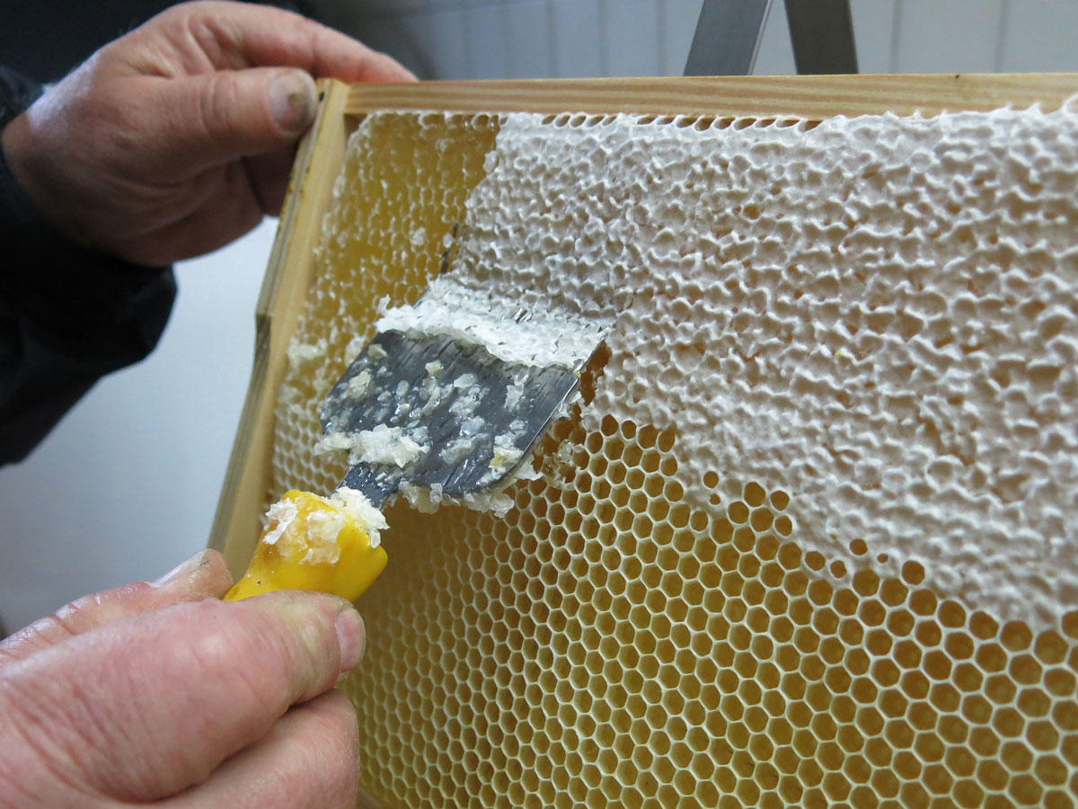 panal de abejas Foto panal de abejas