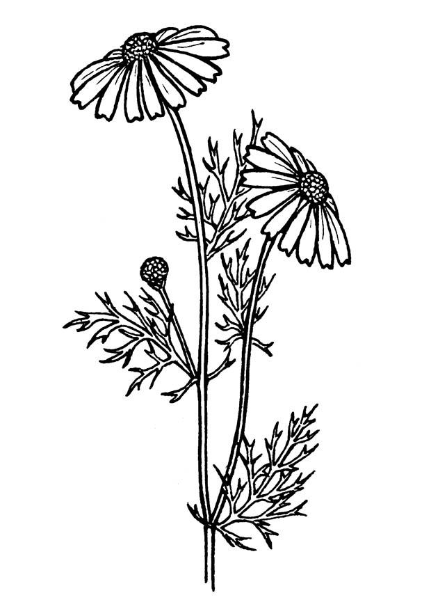 panicoideas Dibujo para colorear panicoideas