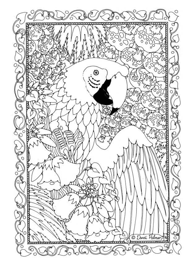 papagayo Dibujo para colorear papagayo