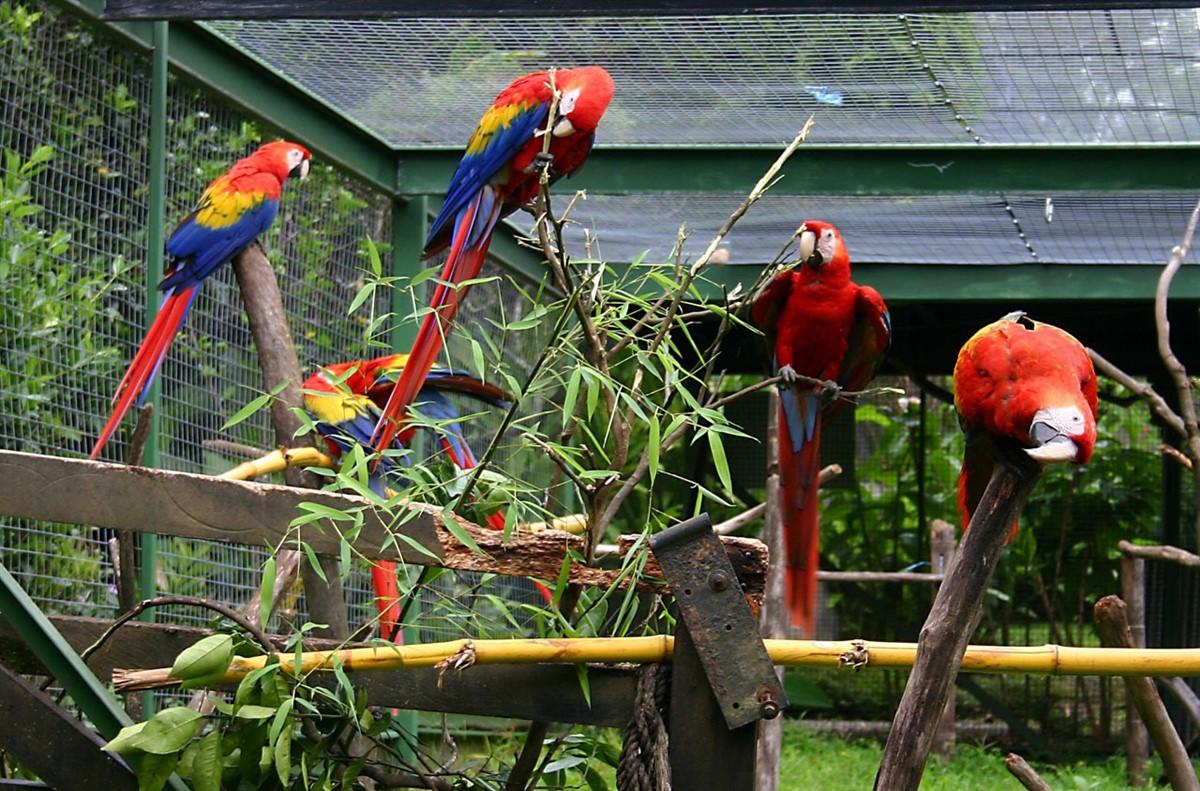 papagayos en jaula Foto papagayos en jaula