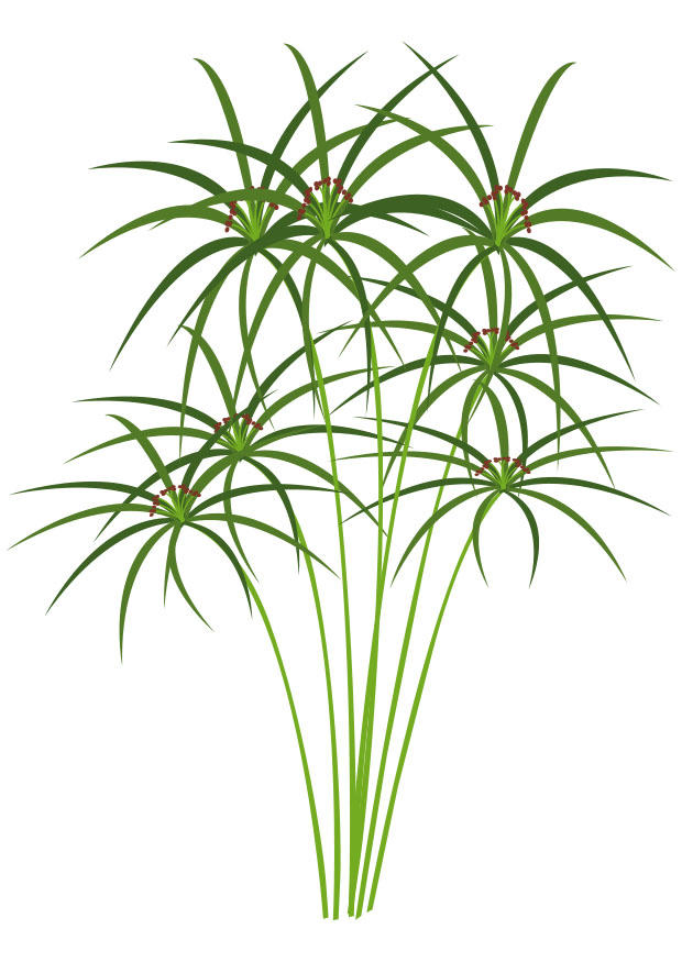 papiro Imagen papiro