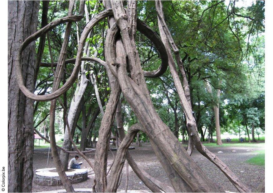 parque puna Foto parque puna
