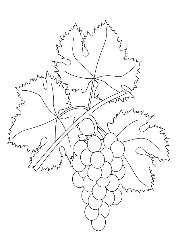 parra con uvas Dibujo para colorear parra con uvas