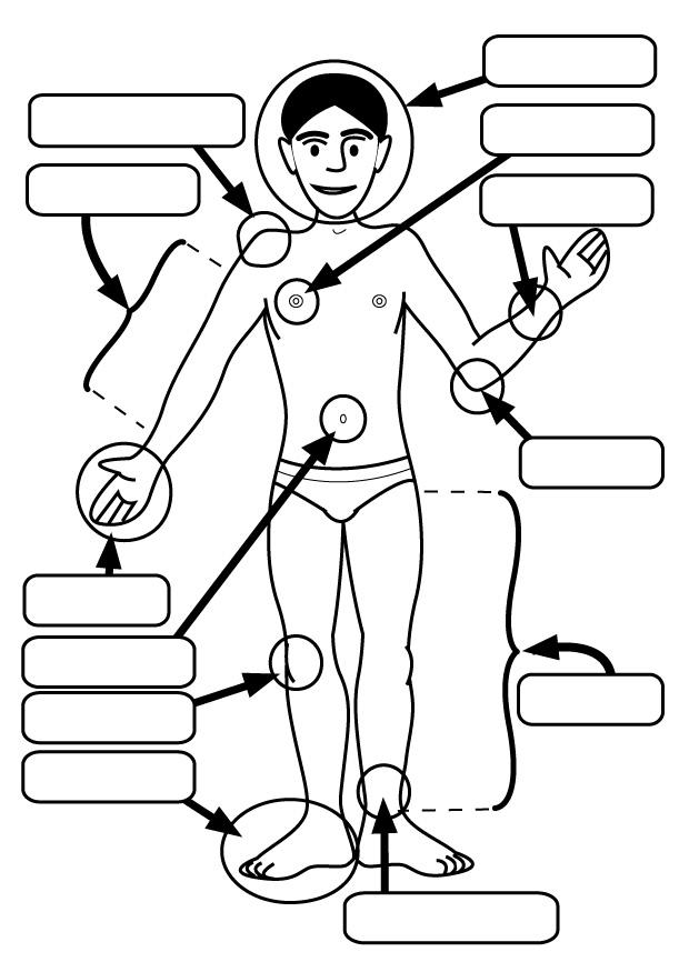 partes del cuerpo Dibujo para colorear partes del cuerpo