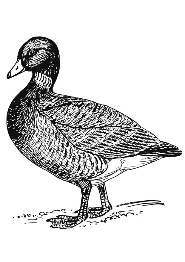 pato Dibujo para colorear pato